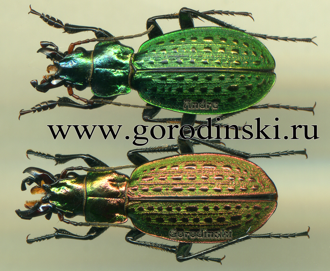 http://www.gorodinski.ru/carabus/Calocarabus juengerianus.jpg